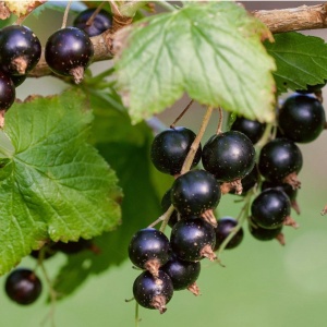 Coacăz Negru - Pom Productiv in ghiveci 2L pe rod - Img 1