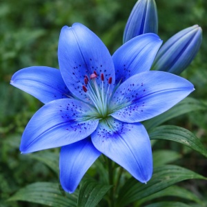 Crin Imperial Hibrid Parfumat Blue Elegance – Pachet 1 Bulb