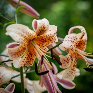 Crin Imperial Tiger – Pachet 1 Bulb