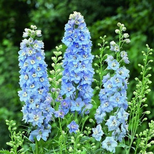 Delphinium – Sky Blue - 1 radacina