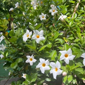 Dipladenia Alba - Ghiveci - 25 - 30 cm