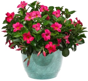 Floare terasă/balcon - Dipladenia Pink – Plantă la ghiveci - Aqua Flowers - Img 4