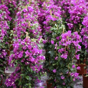 Floare terasă/balcon - Floarea de Hartie (Bougainvillea sanderiana) – Mov – Ghiveci 2L - Aqua Flowers - Img 1