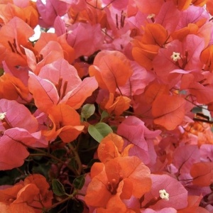 Floare terasă/balcon - Floarea de Hartie (Bougainvillea sanderiana) – Portocalie – Ghiveci 2L - Aqua Flowers - Img 4
