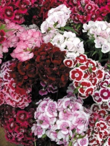 Floare terasă/balcon - Garofițe - Aqua Flowers - Img 2