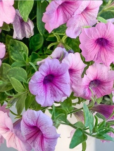 Floare terasă/balcon - Petunia - Aqua Flowers - Img 2