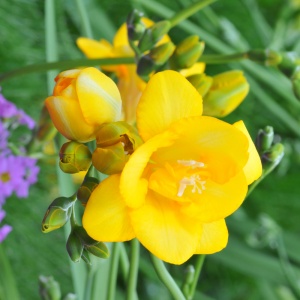 Frezie Double Yellow – pachet 10 bulbi