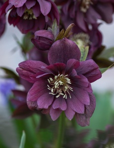 Helleborus - Spânz - Double Ellen Purple – Pachet 1 Rădăcină - Img 3