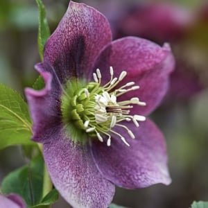 Helleborus - Spânz - Purpurascens – Pachet 1 Rădăcină - Aqua Flowers - Img 2