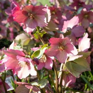 Helleborus - Spânz - Rosemary – Pachet 1 Rădăcină - Img 2