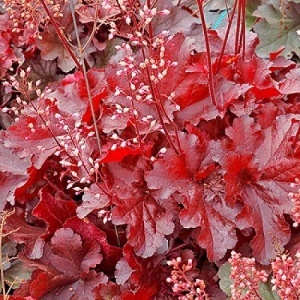 Heuchera Forever Red - Ghiveci 3L - H 20-30 cm