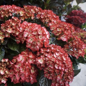 Hortensia Macrophylla - Eclipse - Ghiveci 2L - Img 3