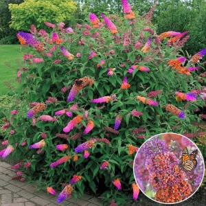 Liliac de Vara – Buddleja davidii Weyeriana Flower Power – Ghiveci P15 – Ghiveci - Aqua Flowers - Img 2