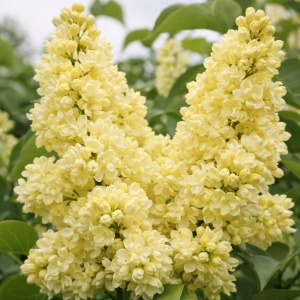 Liliac Dublu Galben Syringa - Ghiveci 2L