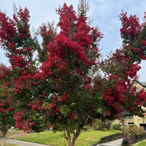 Liliac Indian – Indica Red – Ghiveci 2L - Img 3