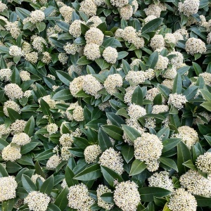 Liliac Japonez – Skimmia Japonica White – Ghiveci - H 50 cm - Img 2