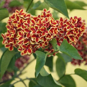 Liliac Syringa – bicolor galben cu roșu - radacina ambalata| H 70–80 cm