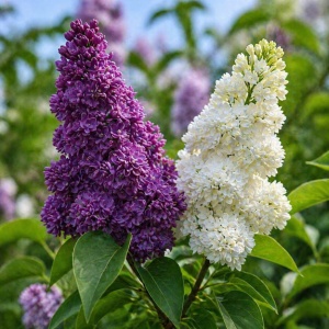 Liliac Syringa – bicolor roz cu galben - Ghiveci 2L