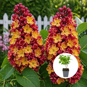 Liliac Syringa - Bicolor Summer Breeze - Ghiveci P9