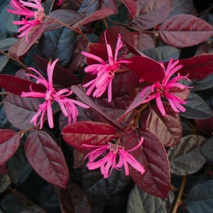 Loropetalum chinensis Fire Dance - Ghiveci 3L