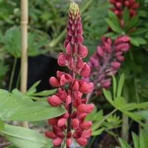 Lupinus - Red Rum – Pachet 1 Rădăcină - Aqua Flowers - Img 2