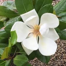 Magnolia Grandiflora Francois Treyve - Ghiveci - H 60 - 70 cm - Img 1