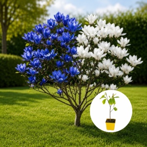 Magnolia Intense Blue-White - Ghiveci P9 - H 30 cm
