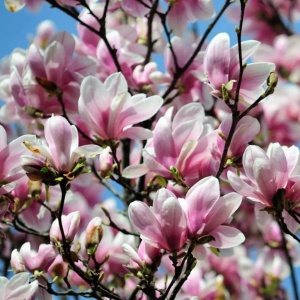 Magnolia Soulangeana Alexandrina - Ghiveci 3L - H 100 - 110 cm