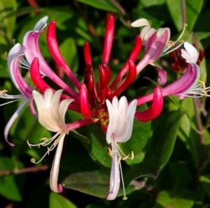 Mâna Maicii Domnului / Caprifoi Lonicera Red World – Ghiveci H 60 -70 cm