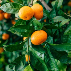 Mandarin Citrus Reticulata – Ghiveci – H 140–170 cm - Img 2