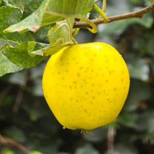 Măr Golden Delicious – Livrare din 15 septembrie- Anul 2-3 - Rădăcină Ambalată