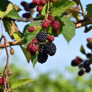 Mur - Tufă - Rădăcină Ambalată pentru Cultivare Ușoară și Recolte Bogate