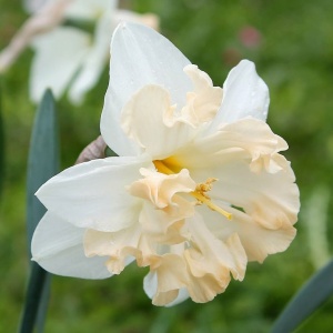 Narcise - Palmares – Pachet 3 bulbi