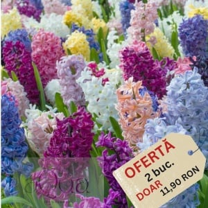 Ofertă limitată - Bulbi de Zambile Parfumate Mixte - 2 Bucăți – Culori și Arome Delicate pentru Grădina Ta - Aqua Flowers - Img 2