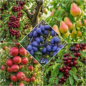 Pachet Promo 10 Pomi Fructiferi – Livrare din 15 septembrie- 2x Visin Crisana, 2x Prun Anna Spath, 2x Mar Red Melba, 2x Cires Staccato, 2x Par Favorita lui Clapp - Radacina Ambalata