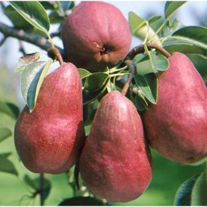 Păr Williams Roșu - Anul 2-3 - Înălţime la livrare 170-190 cm - Img 2