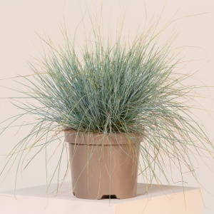 Plantă decorativă - Festuca glauca 'Compacta Blue' - Ghiveci - Img 2