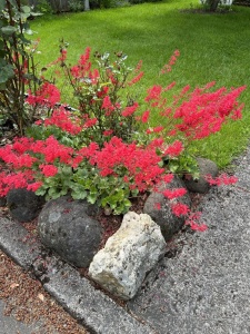 Plantă decorativă - Heuchera sanguinea "Fire Red" - Ghiveci P14 - Inaltime la livrare 20-30 cm - Aqua Flowers - Img 1