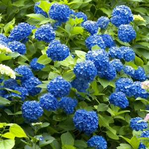 Plantă decorativă - Hortensia Hydrangea - Nikko Blue - Ghiveci 2L