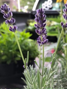 Plantă decorativă - Lavanda/Levantica - Pachet 1 rădăcină ambalată - Img 3