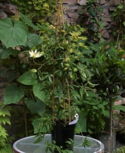 Plantă decorativă - Passiflora caerulea Constance Elliot - ghiveci 2L - Aqua Flowers - Img 1