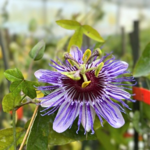 Plantă decorativă - Passiflora caerulea Purple Haze - ghiveci