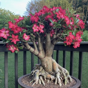 Plantă interior - Adenium Anouk Rosu - Trandafirul Desertului - Ghiveci - Img 3
