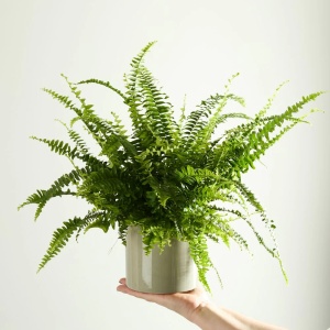 Plantă interior - Ferigă