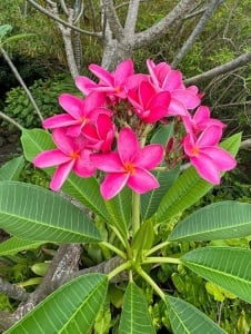 Plantă interior - Plumeria - Aqua Flowers - Img 4