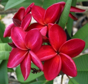 Plantă interior - Plumeria Rubra Red (Frangipani) – Plantă la ghiveci - Img 2