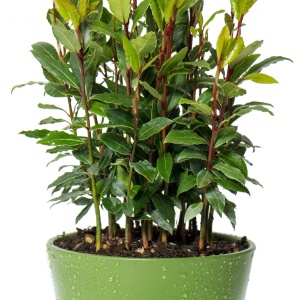Plante aromatice - Dafin comestibil - Laurus Nobilis - Ghiveci - Img 1
