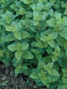 Plante aromatice - Oregano - Ghiveci - Aqua Flowers - Img 1