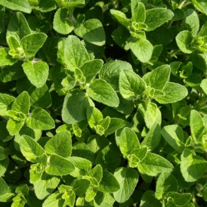 Plante aromatice - Oregano - Ghiveci
