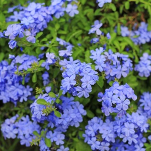 Plumbago – Floarea Dragostei – Azur – Plantă la ghiveci - Aqua Flowers - Img 2